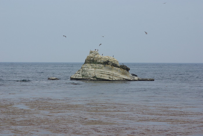 岩と鳥